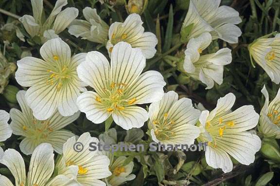 limnanthes douglasii 1 graphic